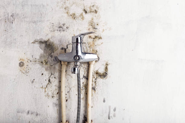Best Black Mold Removal  in Dysart, IA