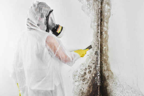 Best Office Mold Removal Services  in Dysart, IA