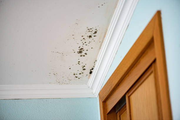 Best Mold Cleaning Services  in Dysart, IA
