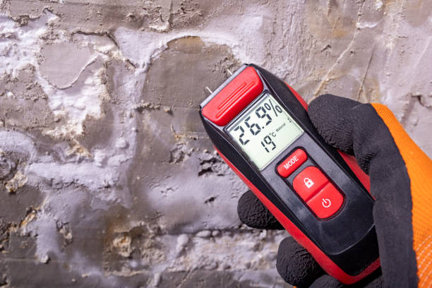 Best Mold Removal Company Near Me  in Dysart, IA
