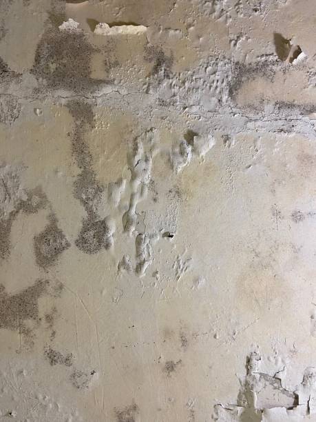 Certified Mold Removal in Dysart, IA