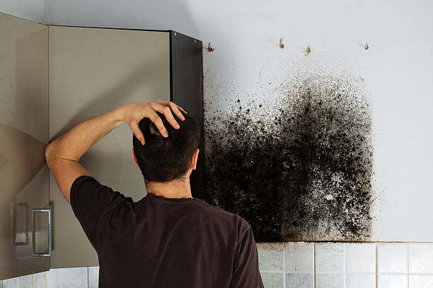 Best Residential Mold Removal  in Dysart, IA