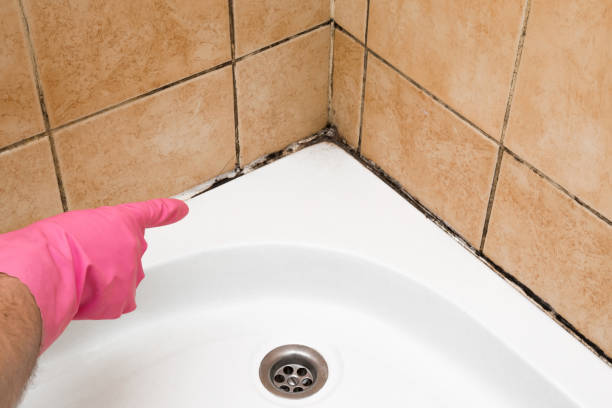 Best Commercial Mold Removal  in Dysart, IA