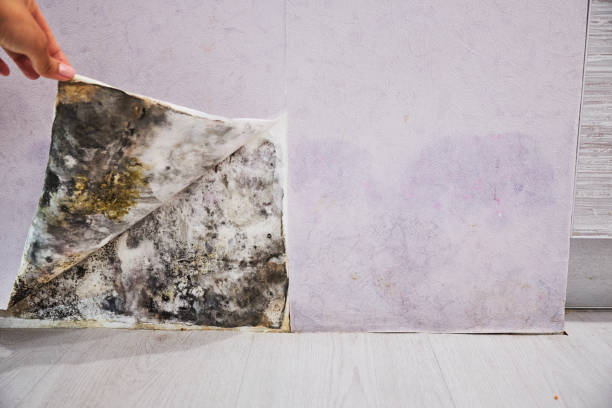 Best Mold Removal Near Me  in Dysart, IA